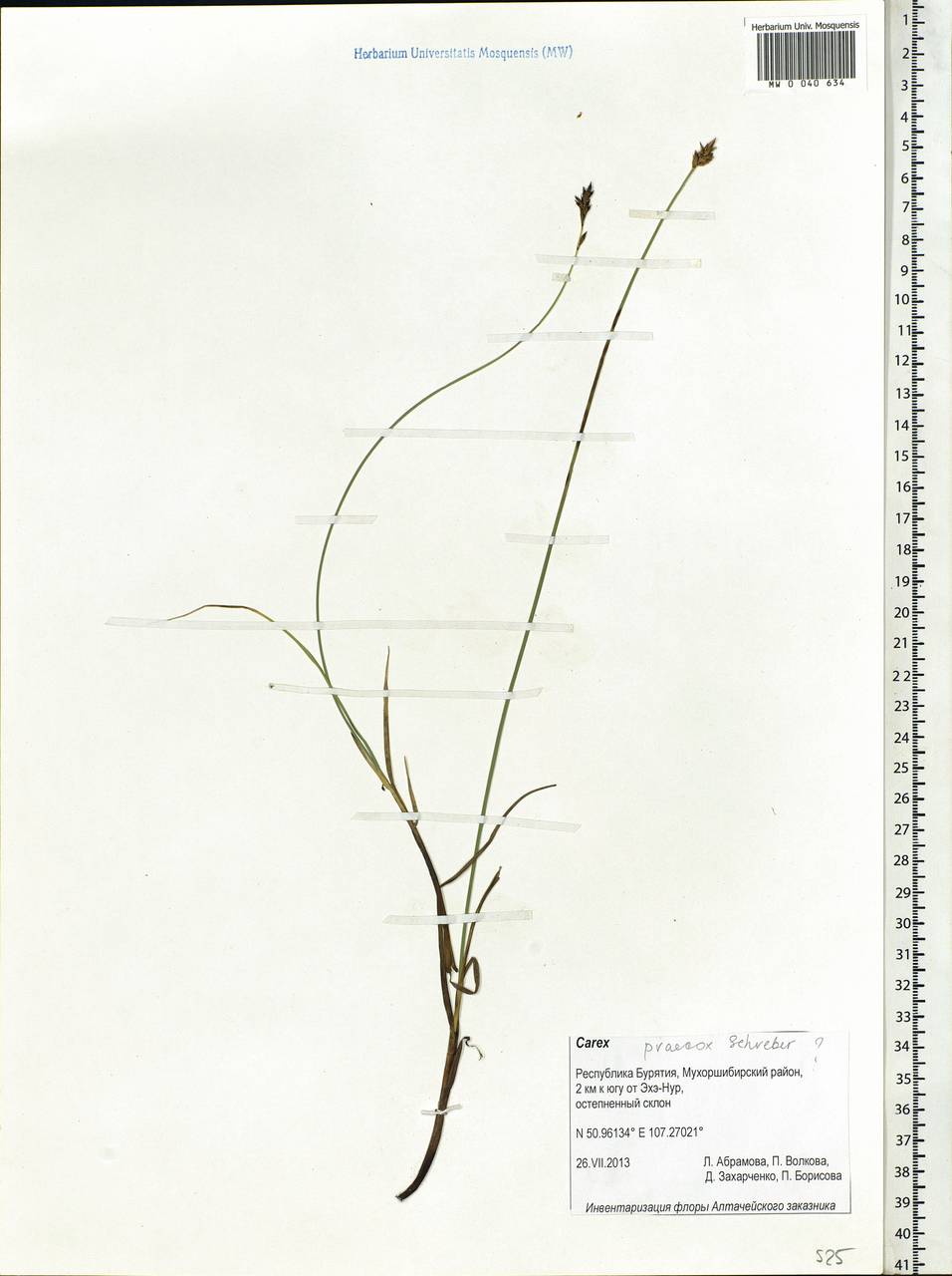 Carex praecox Schreb., Siberia, Baikal & Transbaikal region (S4) (Russia)