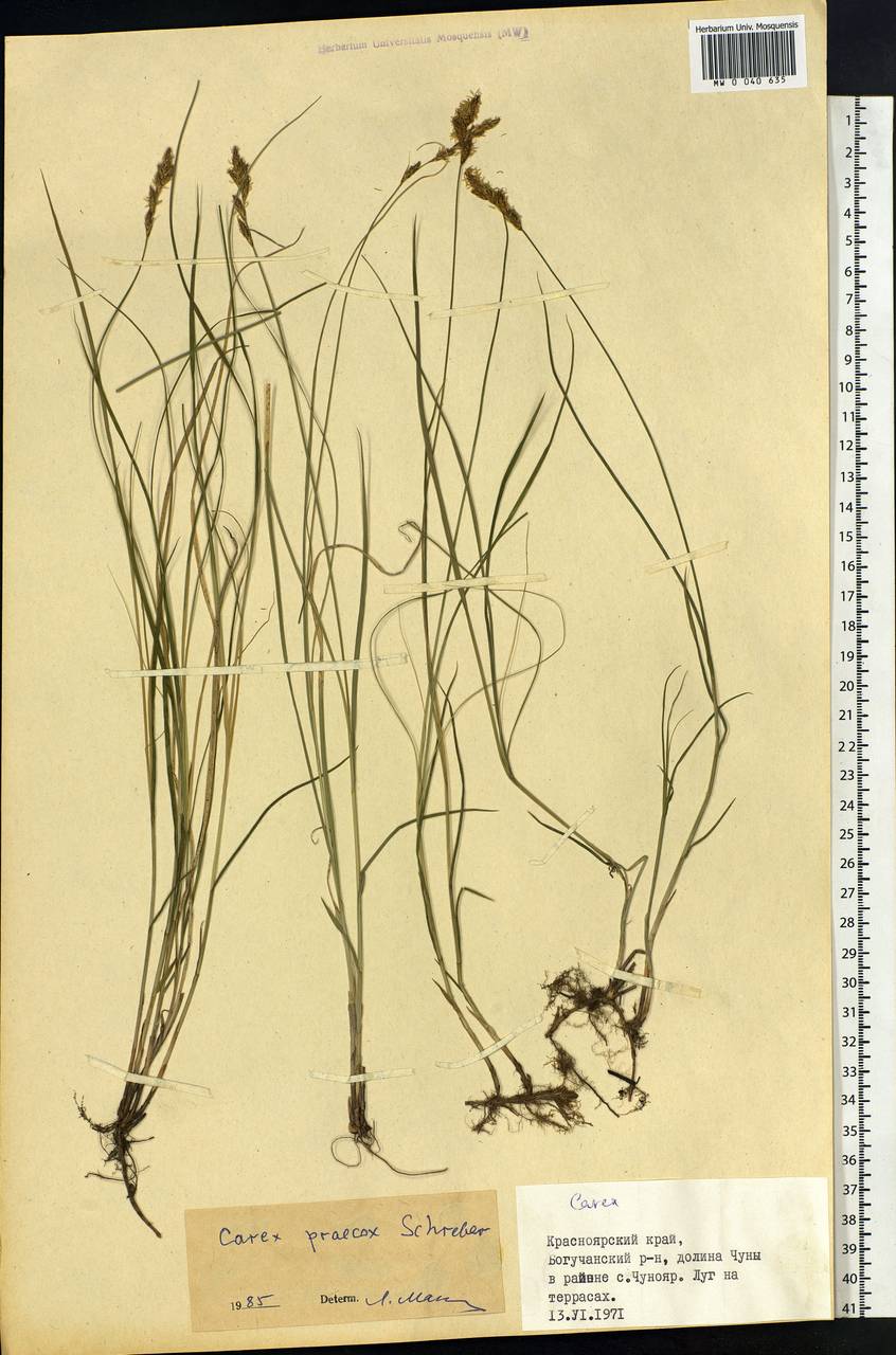 Carex praecox Schreb., Siberia, Central Siberia (S3) (Russia)