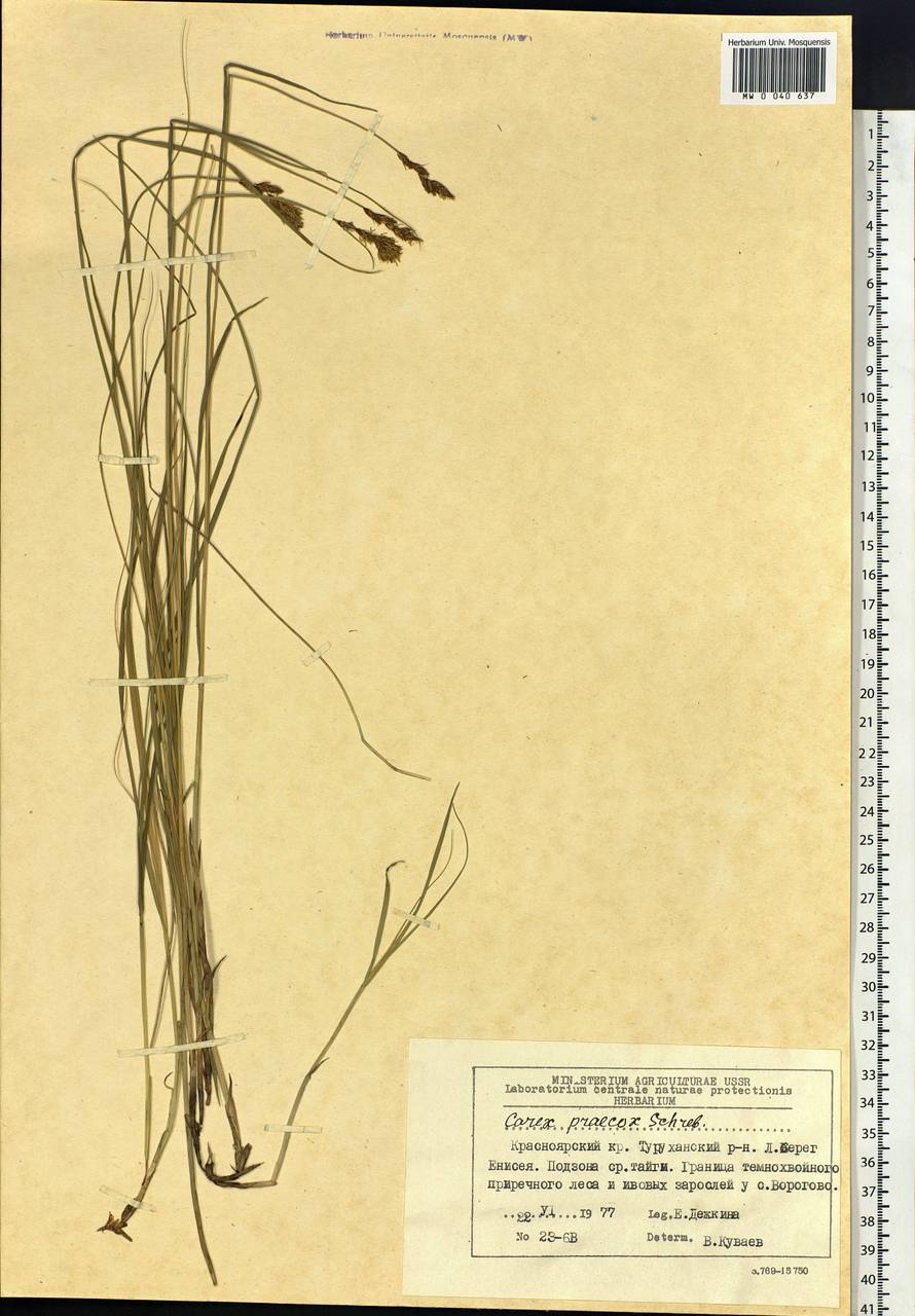 Carex praecox Schreb., Siberia, Central Siberia (S3) (Russia)