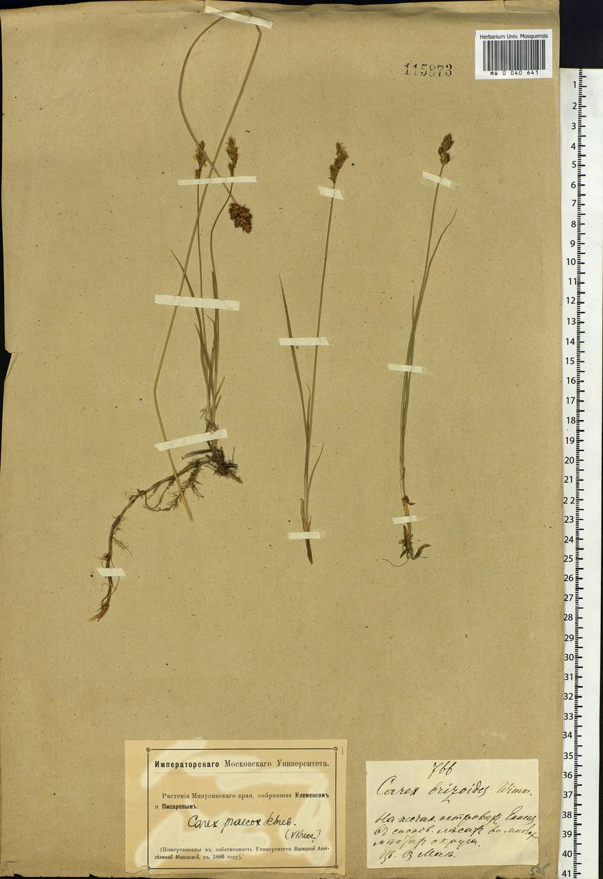 Carex praecox Schreb., Siberia, Altai & Sayany Mountains (S2) (Russia)