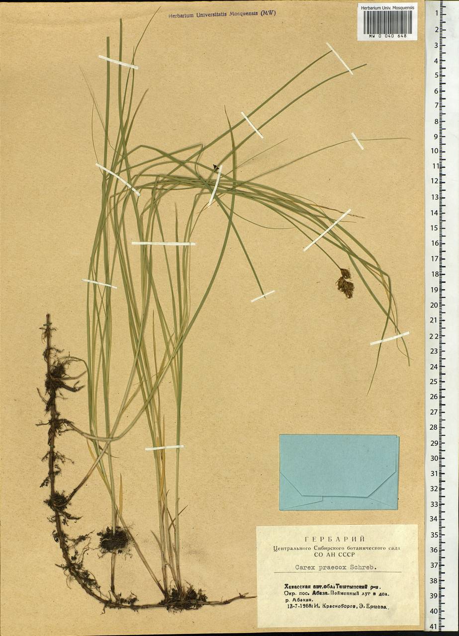 Carex praecox Schreb., Siberia, Altai & Sayany Mountains (S2) (Russia)
