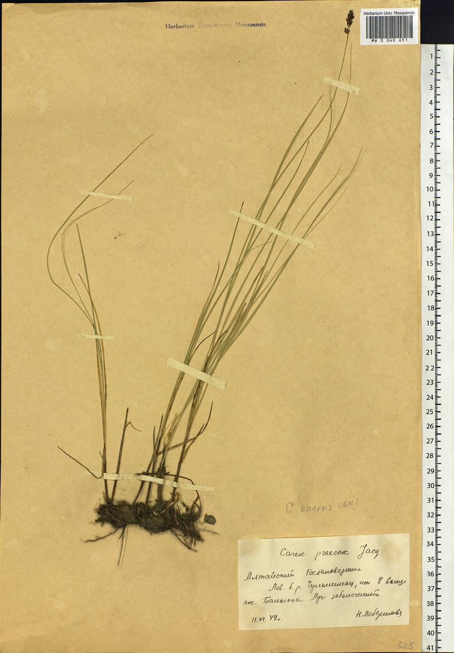 Carex praecox Schreb., Siberia, Altai & Sayany Mountains (S2) (Russia)