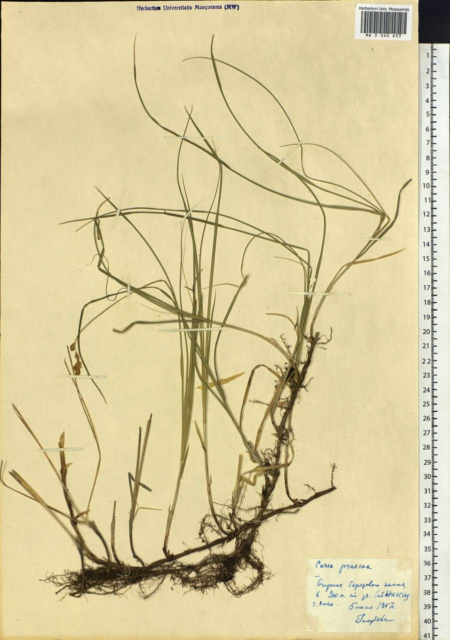 Carex praecox Schreb., Siberia, Western Siberia (S1) (Russia)