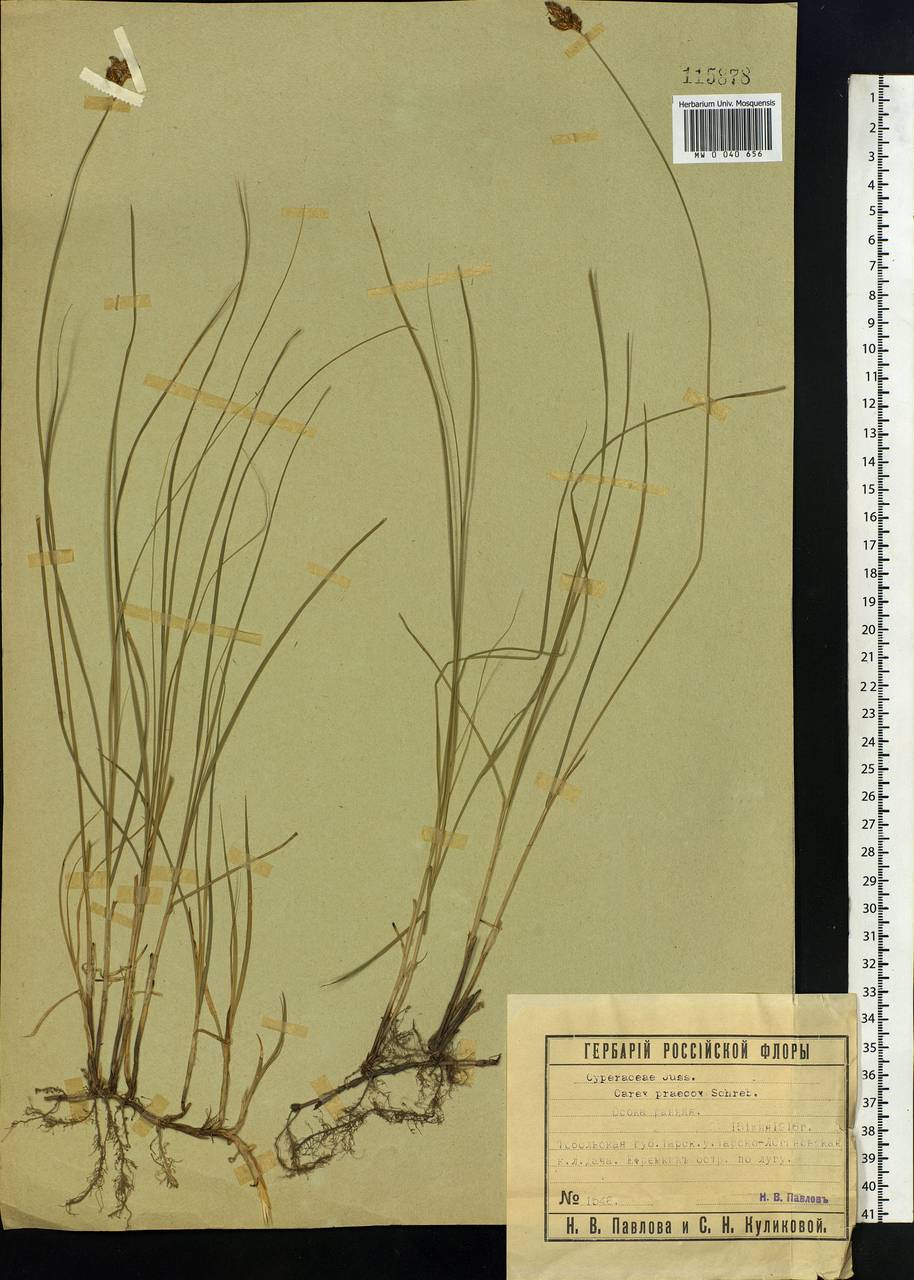 Carex praecox Schreb., Siberia, Western Siberia (S1) (Russia)