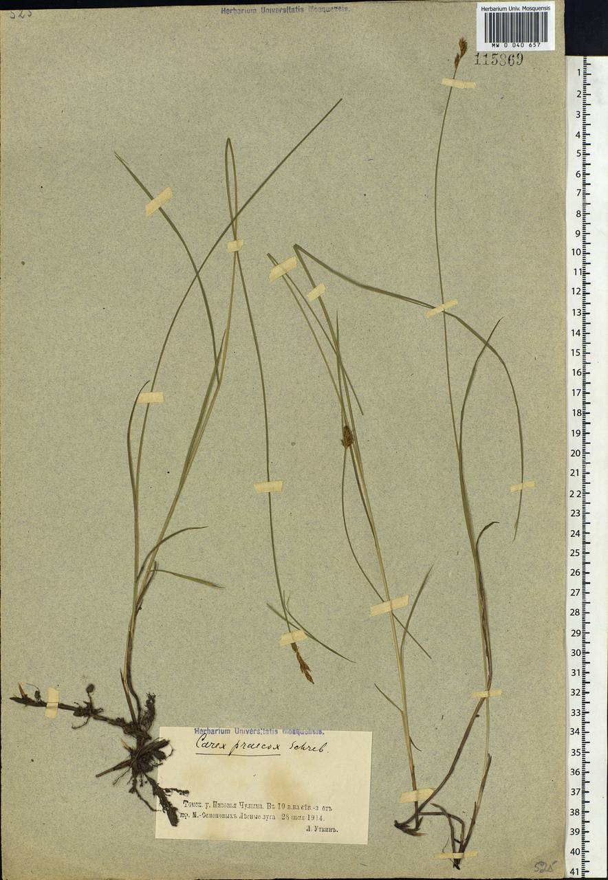 Carex praecox Schreb., Siberia, Western Siberia (S1) (Russia)