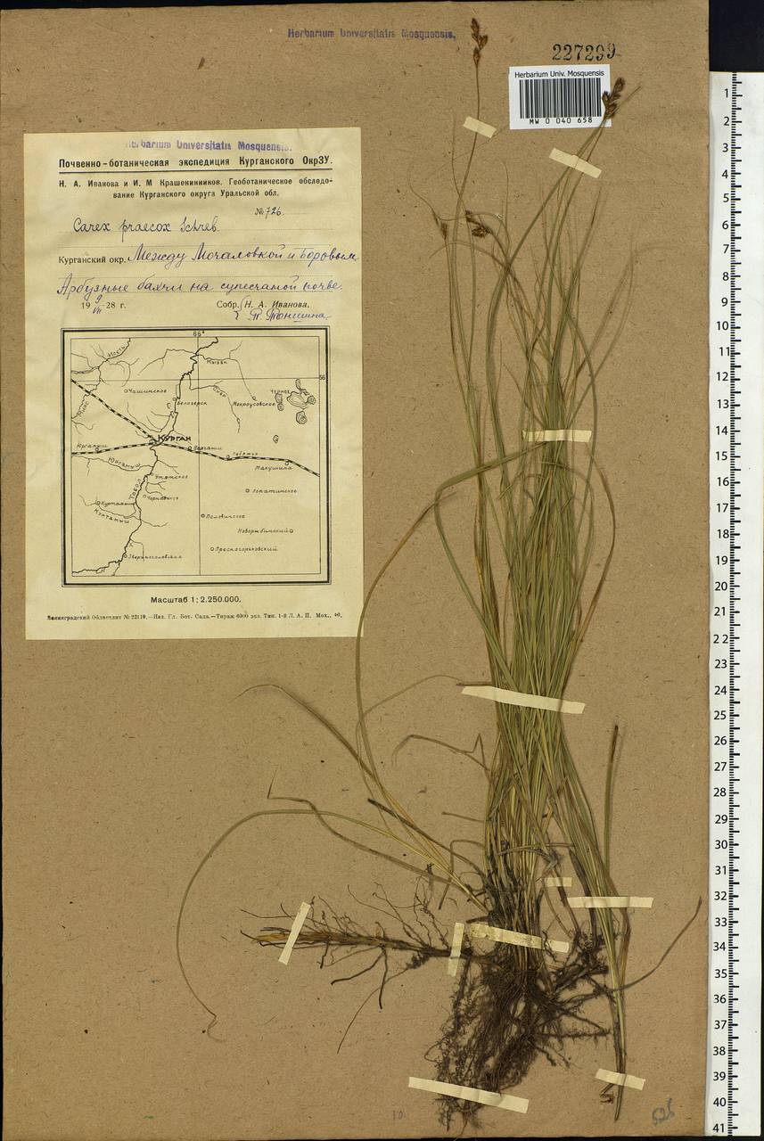 Carex praecox Schreb., Siberia, Western Siberia (S1) (Russia)