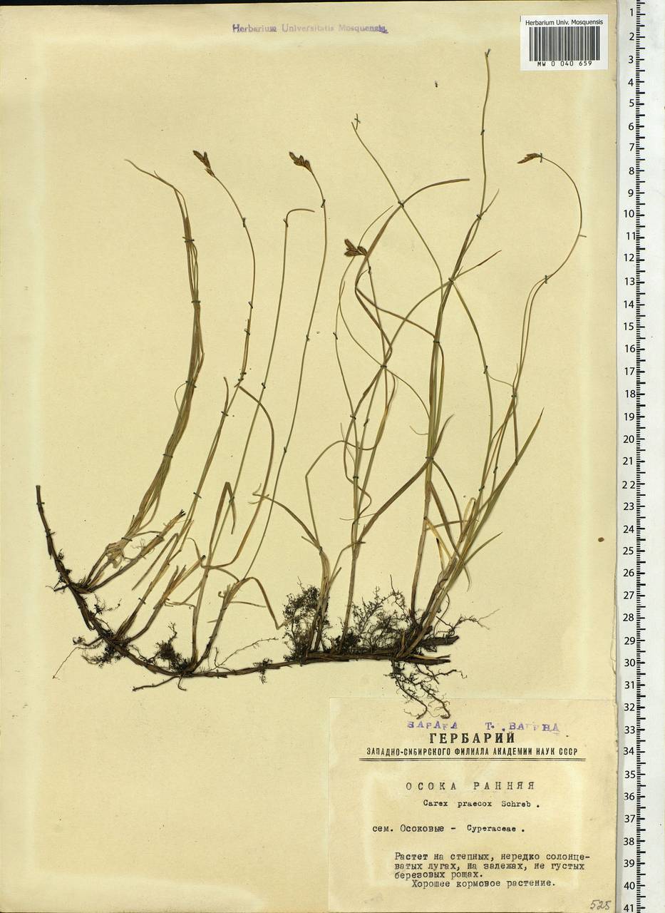 Carex praecox Schreb., Siberia, Western Siberia (S1) (Russia)
