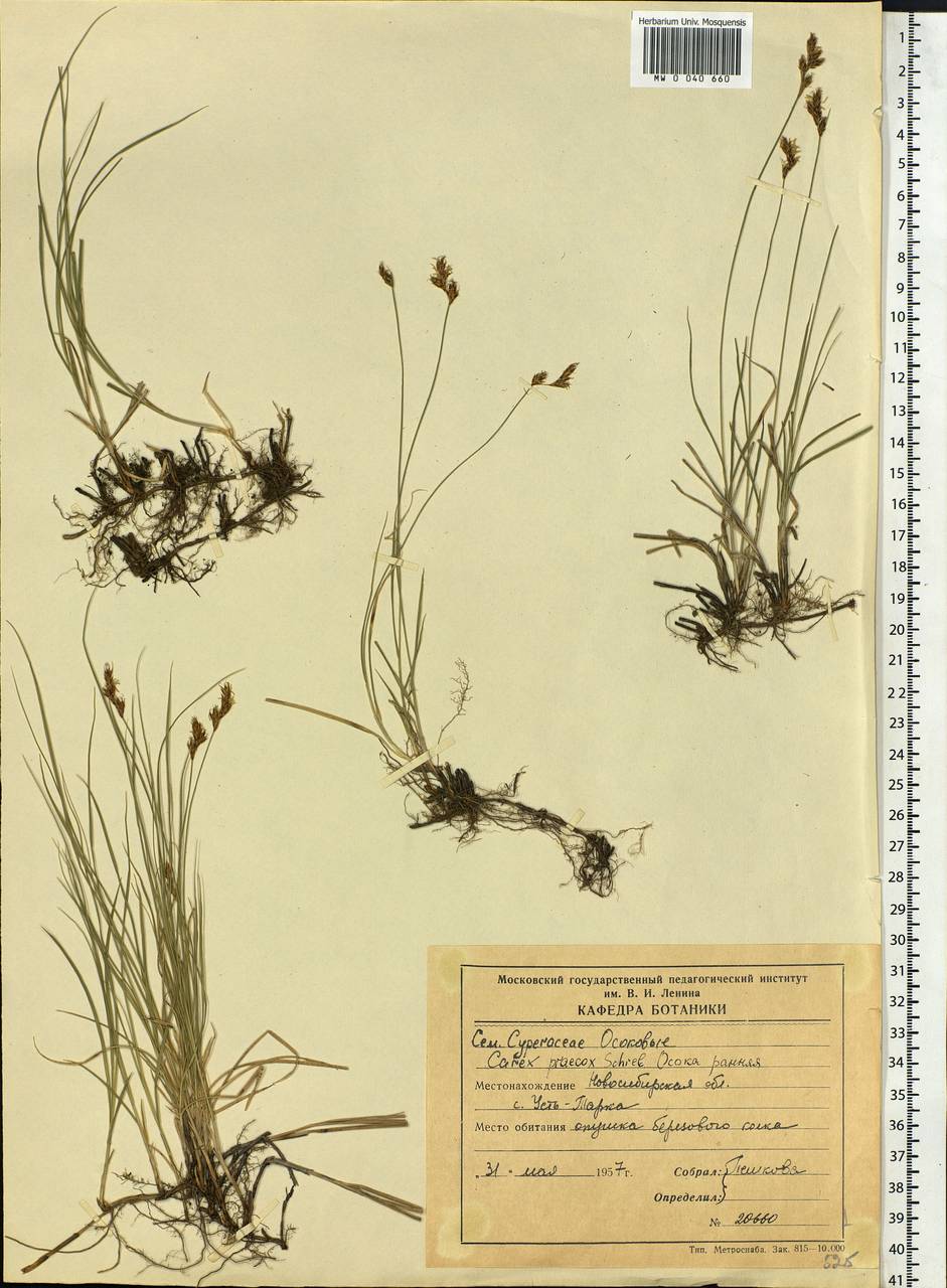 Carex praecox Schreb., Siberia, Western Siberia (S1) (Russia)