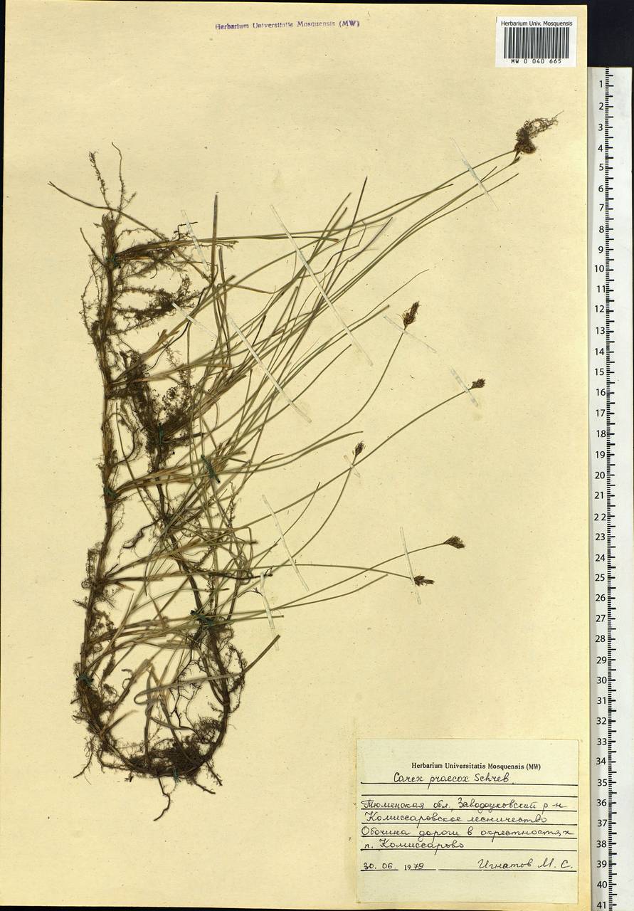 Carex praecox Schreb., Siberia, Western Siberia (S1) (Russia)