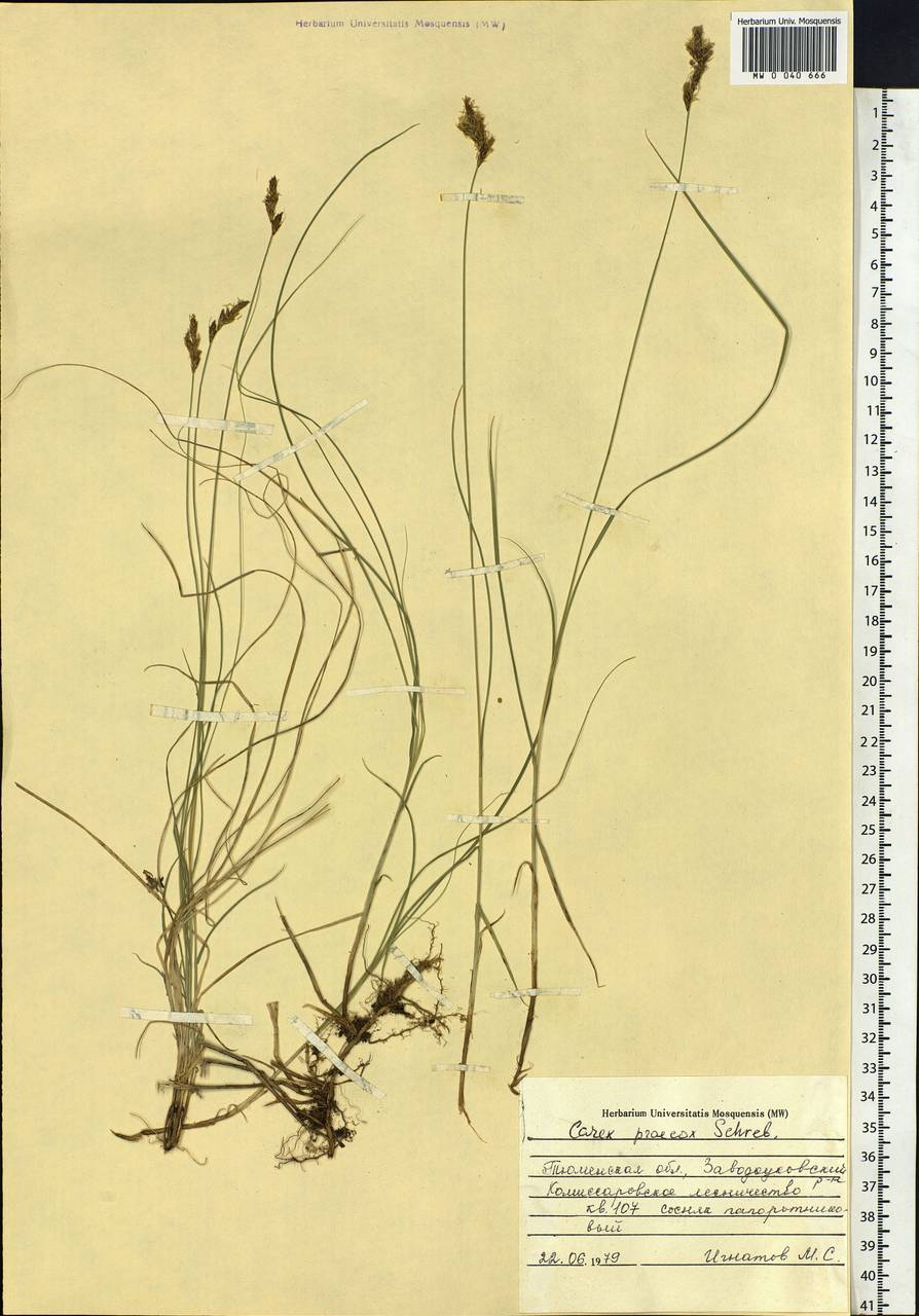 Carex praecox Schreb., Siberia, Western Siberia (S1) (Russia)