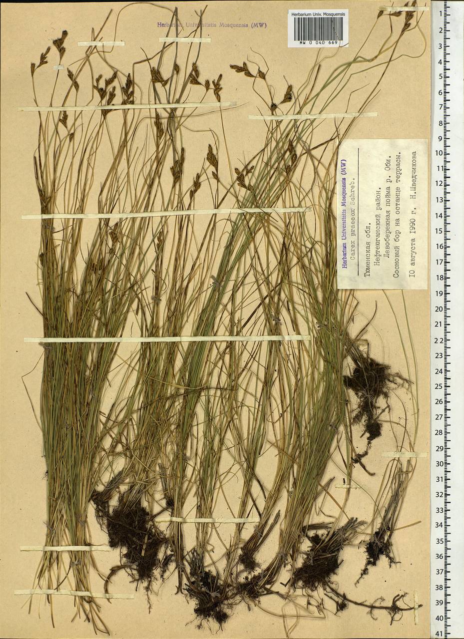 Carex praecox Schreb., Siberia, Western Siberia (S1) (Russia)