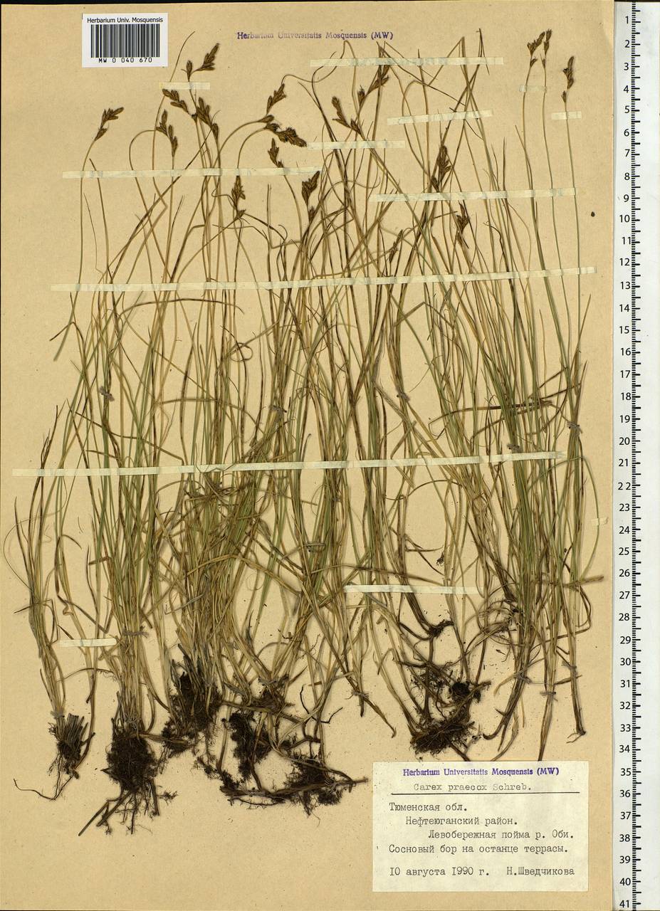Carex praecox Schreb., Siberia, Western Siberia (S1) (Russia)