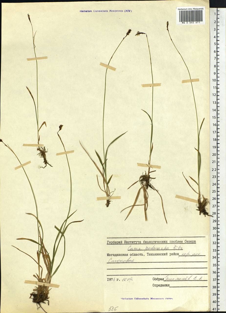 Carex podocarpa R.Br., Siberia, Chukotka & Kamchatka (S7) (Russia)