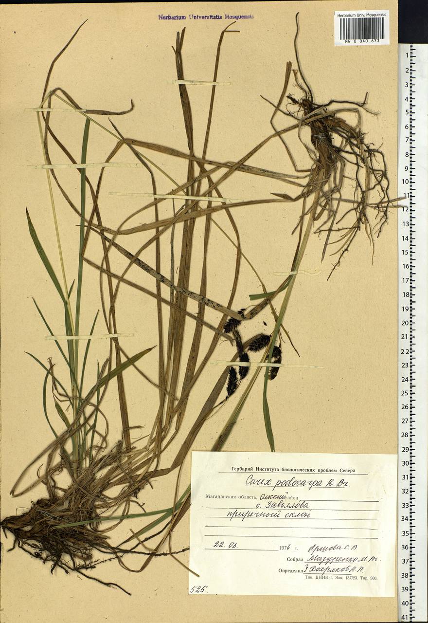 Carex podocarpa R.Br., Siberia, Chukotka & Kamchatka (S7) (Russia)