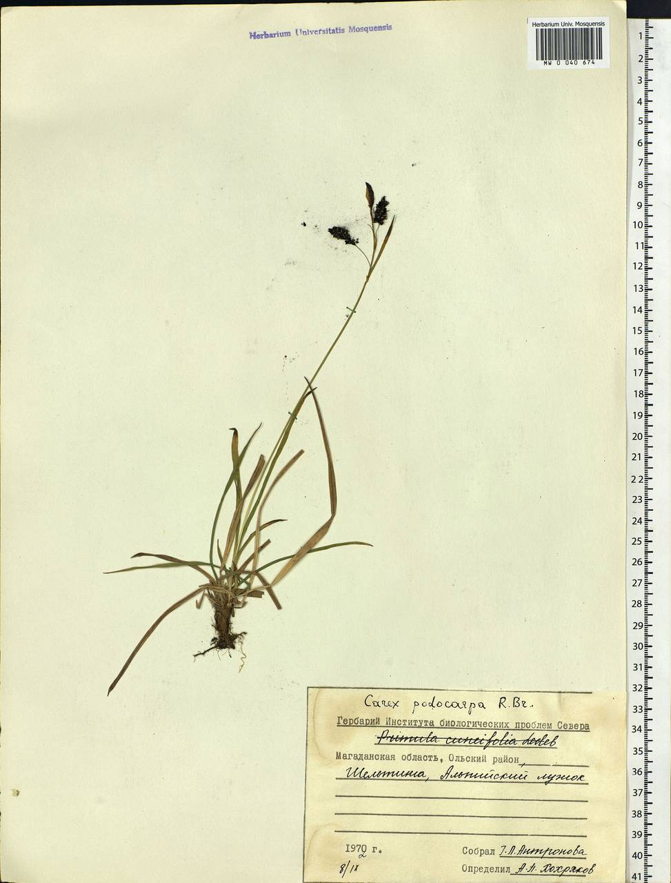 Carex podocarpa R.Br., Siberia, Chukotka & Kamchatka (S7) (Russia)