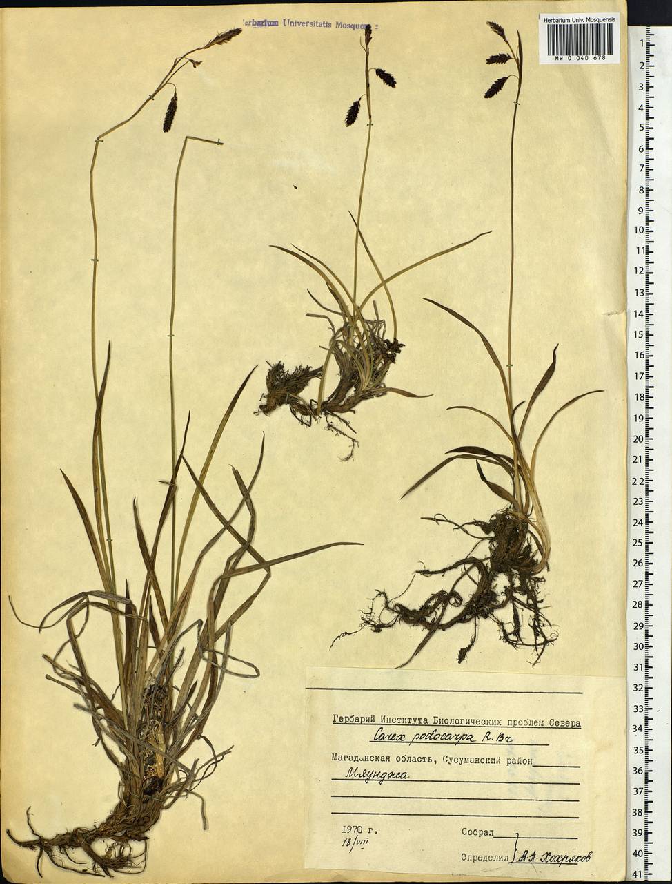 Carex podocarpa R.Br., Siberia, Chukotka & Kamchatka (S7) (Russia)