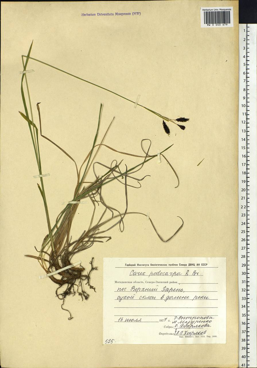 Carex podocarpa R.Br., Siberia, Chukotka & Kamchatka (S7) (Russia)