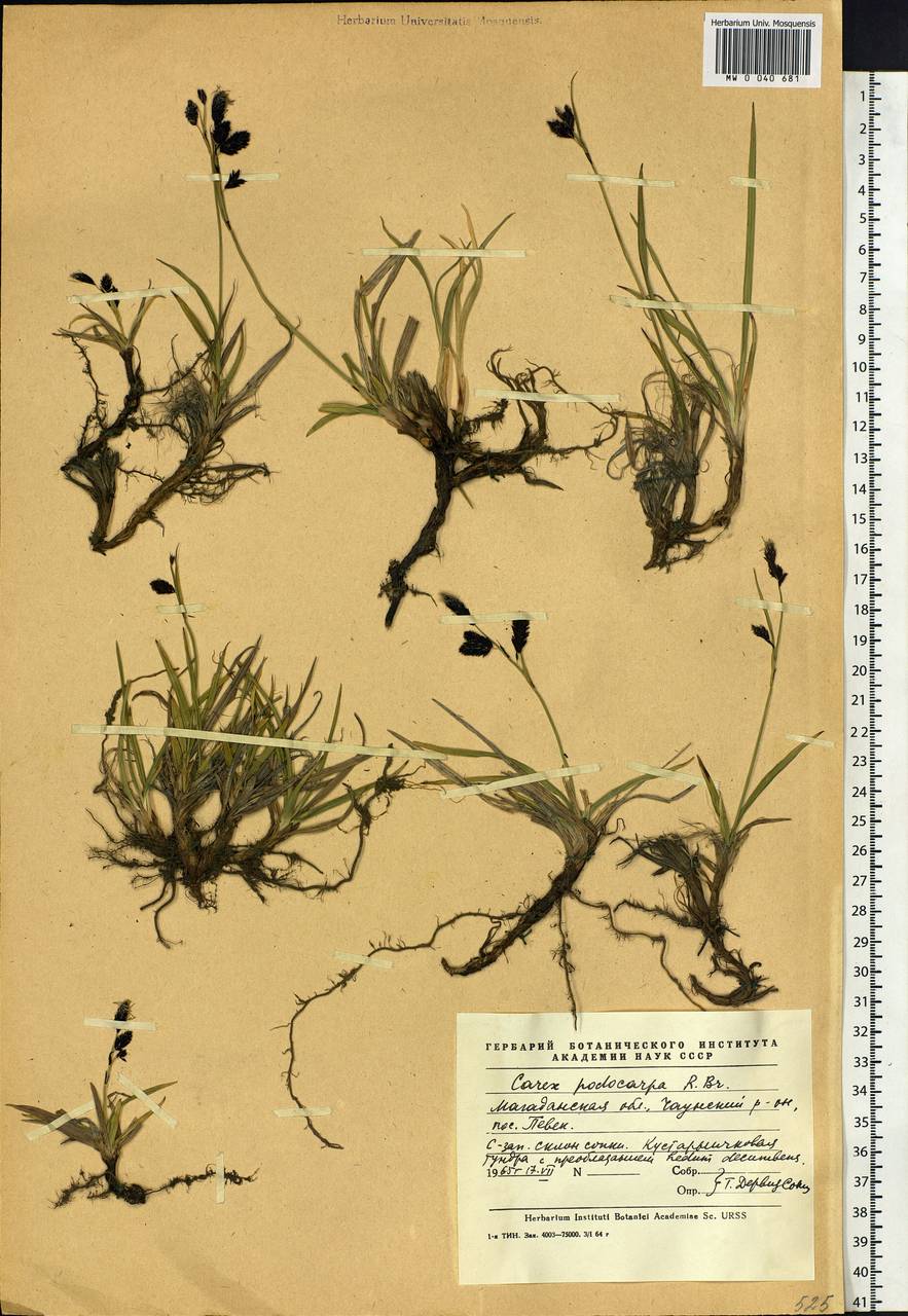 Carex podocarpa R.Br., Siberia, Chukotka & Kamchatka (S7) (Russia)