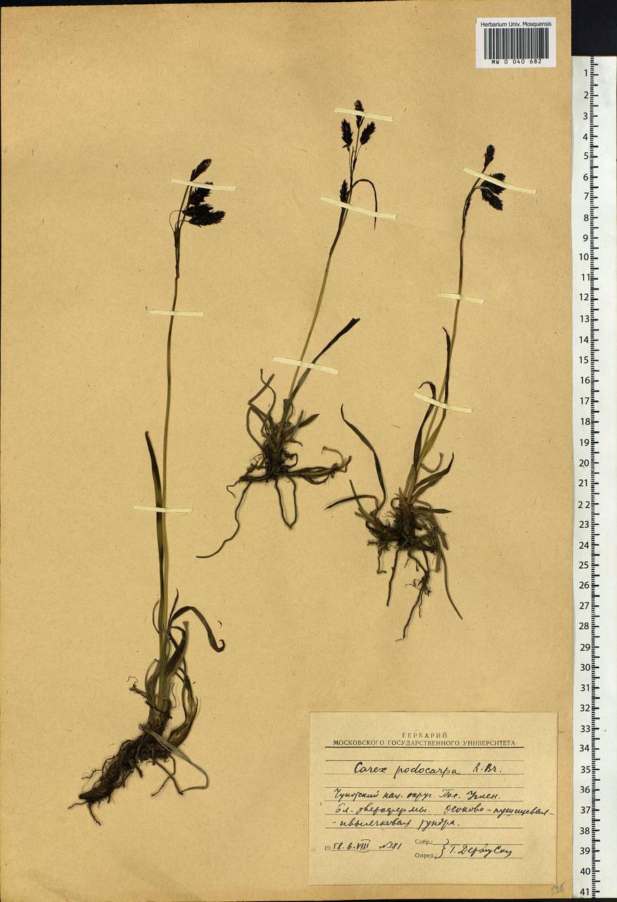 Carex podocarpa R.Br., Siberia, Chukotka & Kamchatka (S7) (Russia)