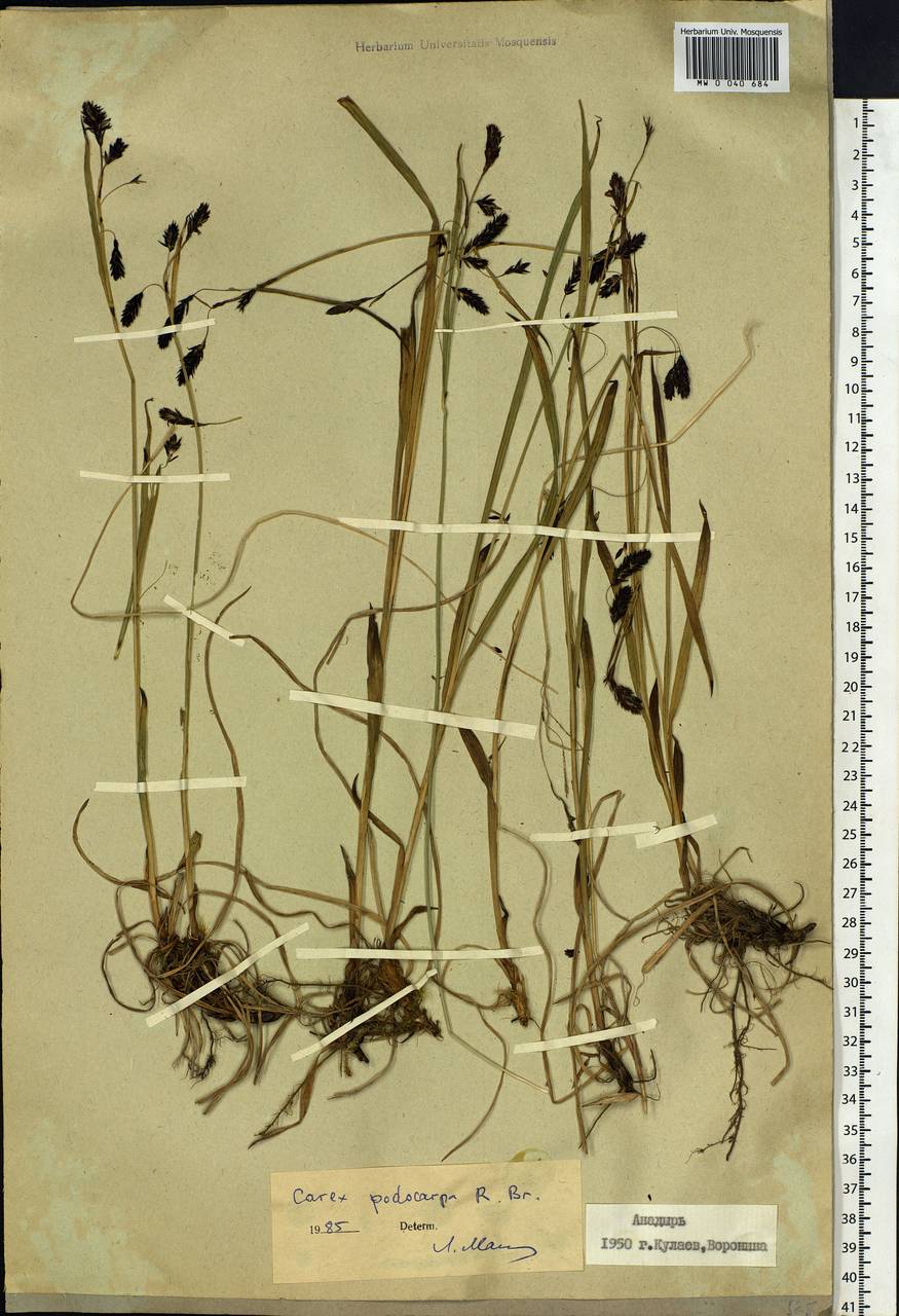 Carex podocarpa R.Br., Siberia, Chukotka & Kamchatka (S7) (Russia)