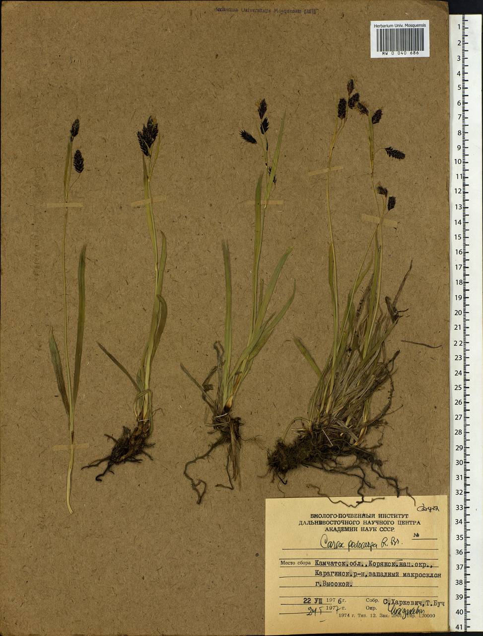 Carex podocarpa R.Br., Siberia, Chukotka & Kamchatka (S7) (Russia)