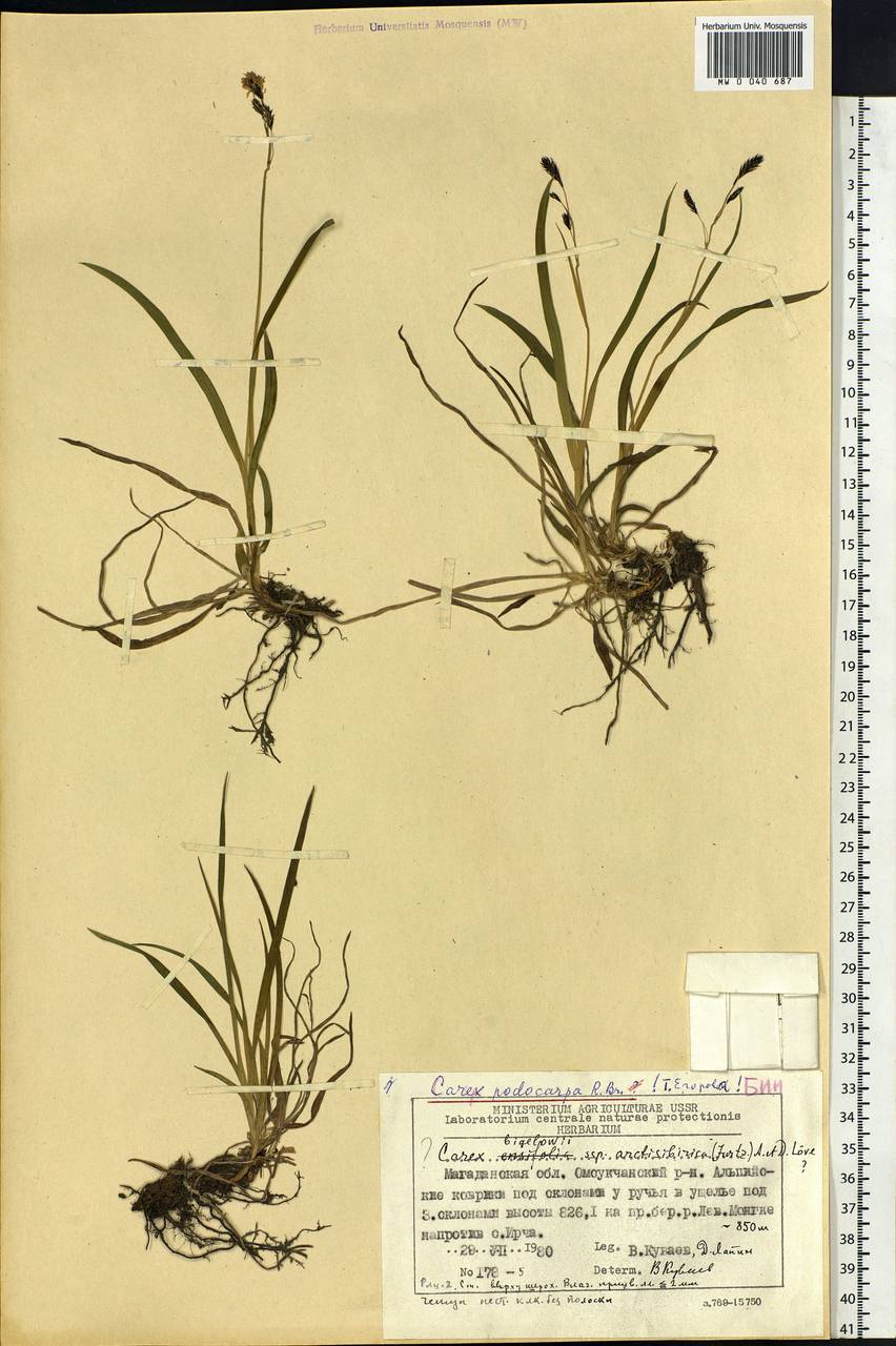 Carex podocarpa R.Br., Siberia, Chukotka & Kamchatka (S7) (Russia)