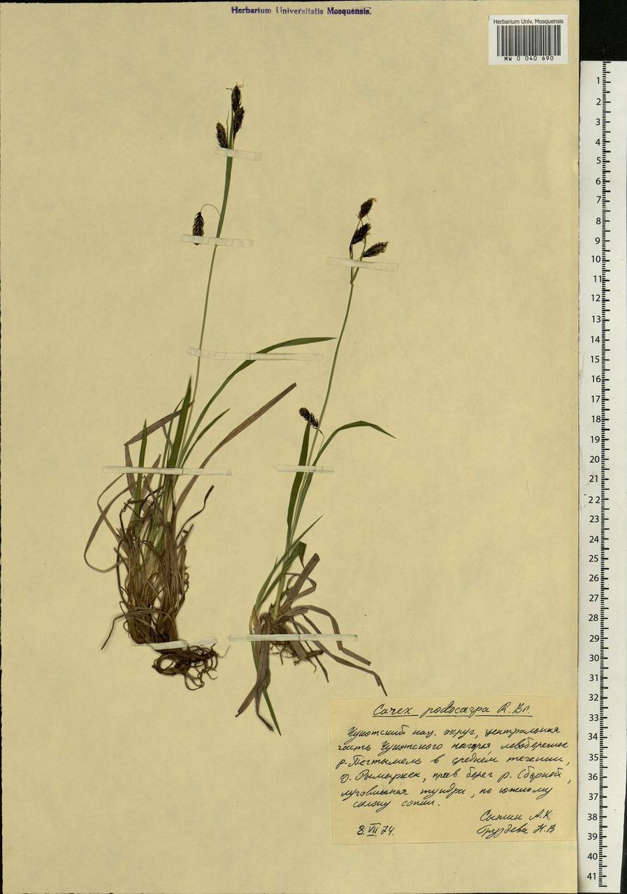 Carex podocarpa R.Br., Siberia, Chukotka & Kamchatka (S7) (Russia)