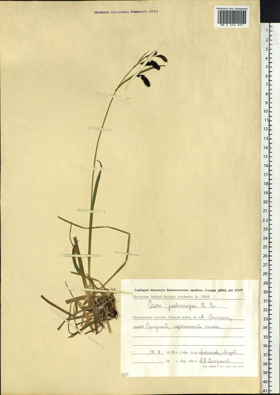 Carex podocarpa R.Br., Siberia, Chukotka & Kamchatka (S7) (Russia)