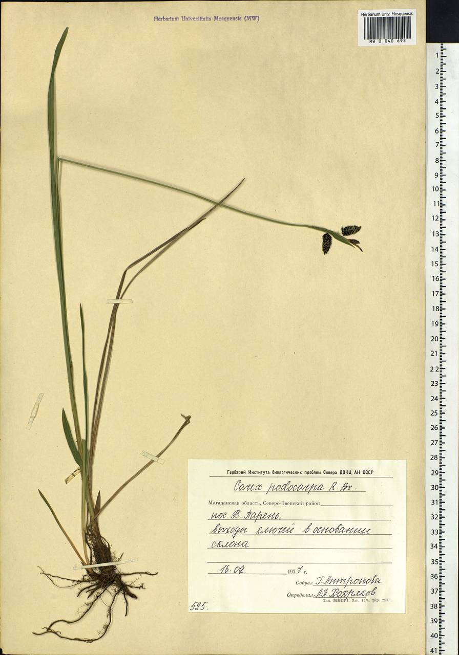 Carex podocarpa R.Br., Siberia, Chukotka & Kamchatka (S7) (Russia)