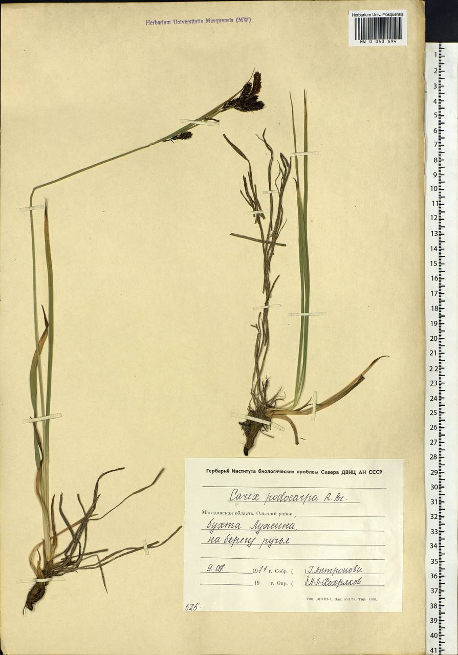 Carex podocarpa R.Br., Siberia, Chukotka & Kamchatka (S7) (Russia)