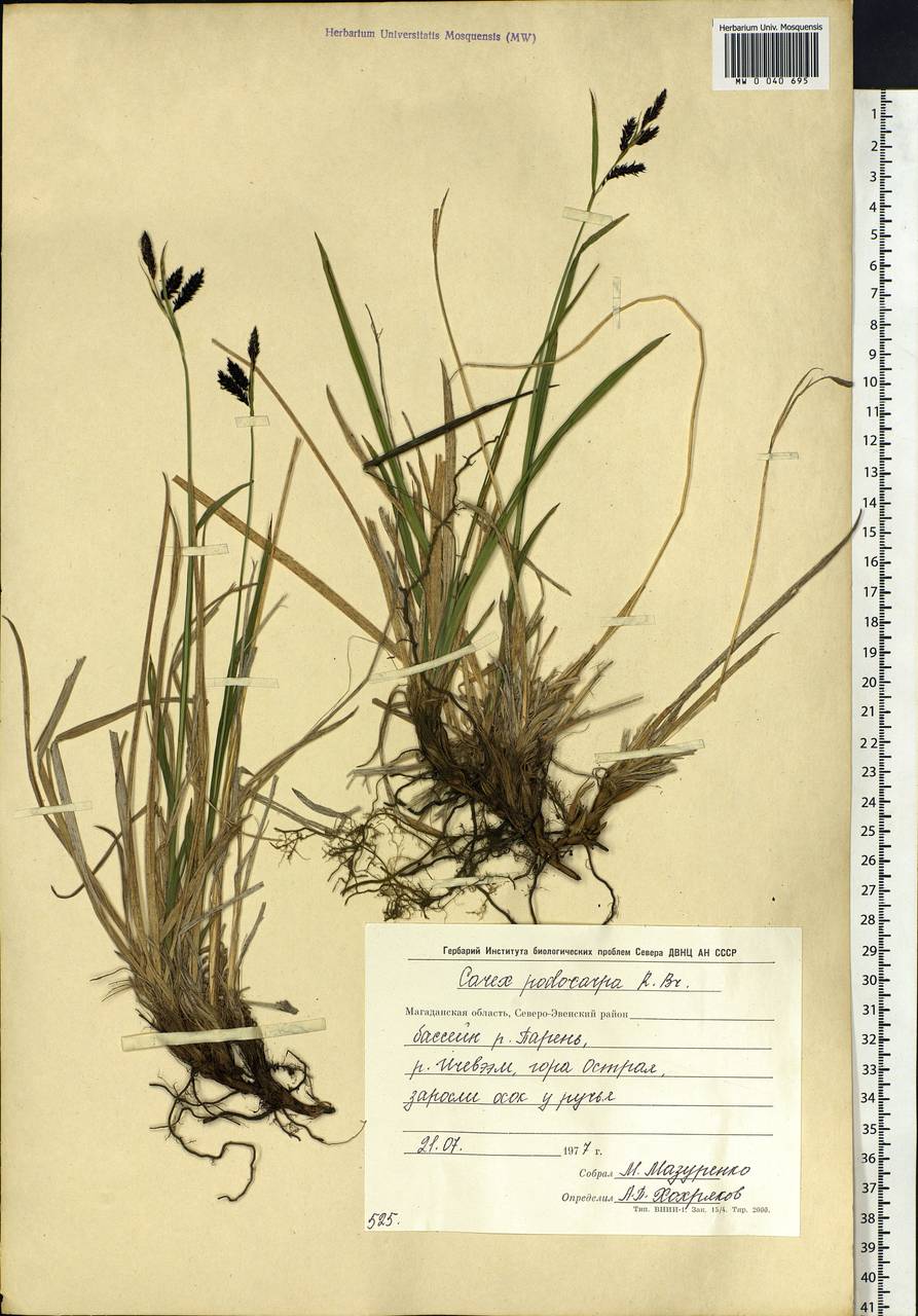 Carex podocarpa R.Br., Siberia, Chukotka & Kamchatka (S7) (Russia)