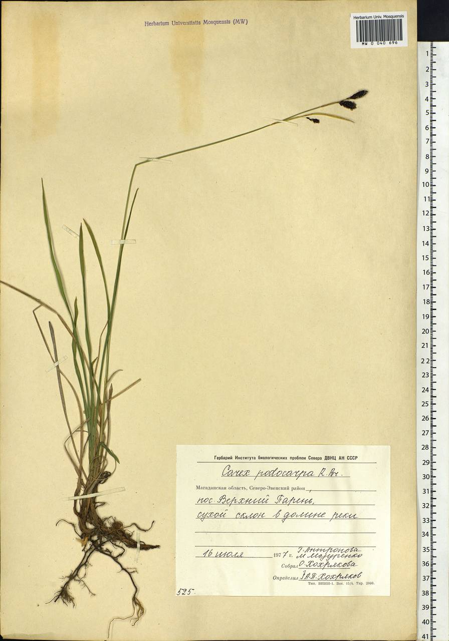 Carex podocarpa R.Br., Siberia, Chukotka & Kamchatka (S7) (Russia)