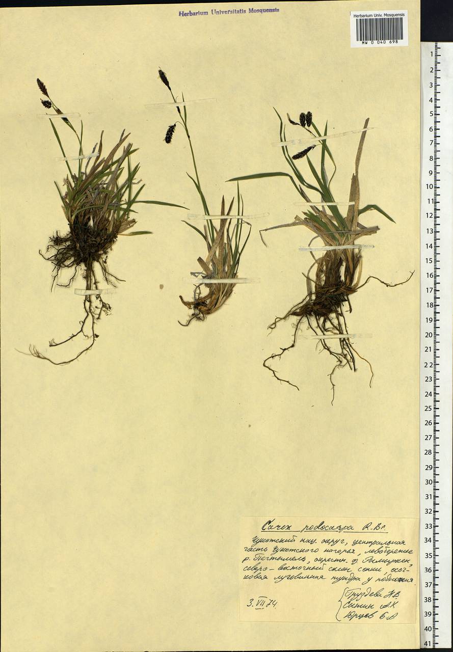 Carex podocarpa R.Br., Siberia, Chukotka & Kamchatka (S7) (Russia)