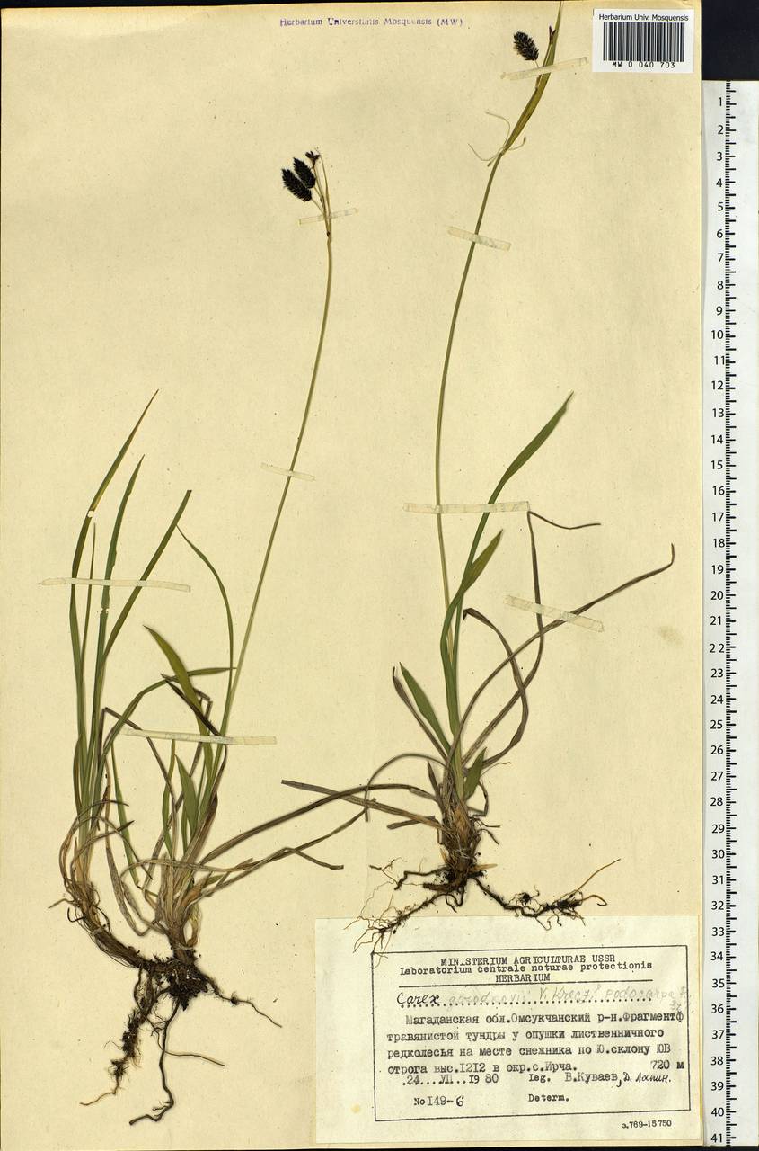 Carex podocarpa R.Br., Siberia, Chukotka & Kamchatka (S7) (Russia)