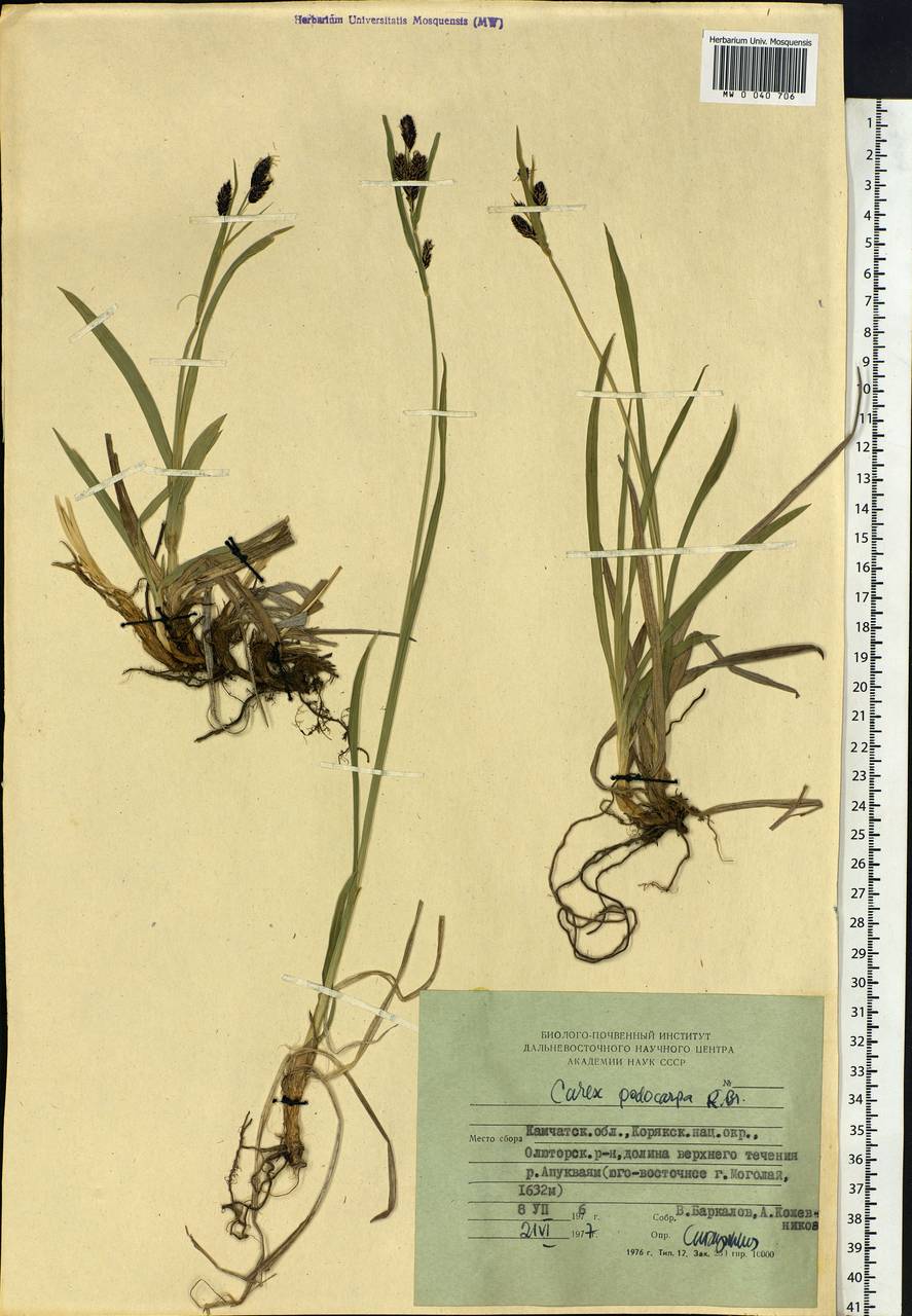 Carex podocarpa R.Br., Siberia, Chukotka & Kamchatka (S7) (Russia)