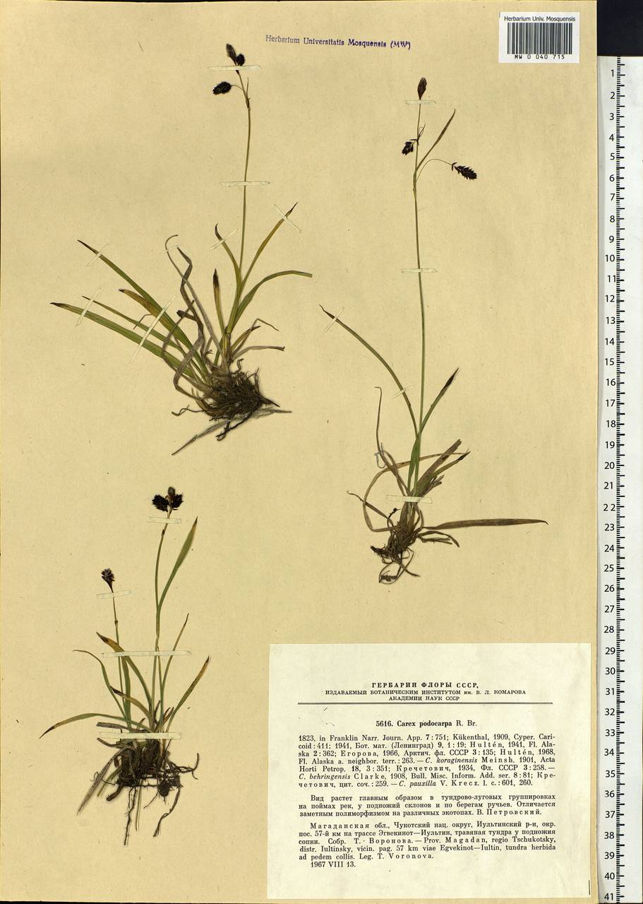 Carex podocarpa R.Br., Siberia, Chukotka & Kamchatka (S7) (Russia)
