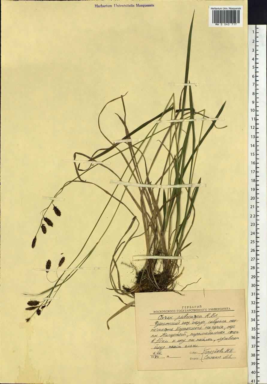 Carex podocarpa R.Br., Siberia, Chukotka & Kamchatka (S7) (Russia)