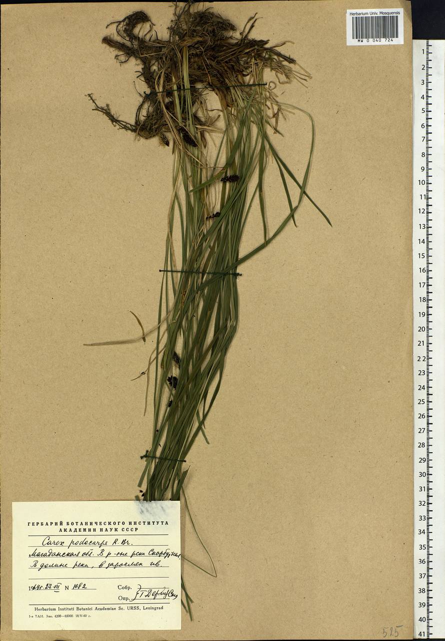 Carex podocarpa R.Br., Siberia, Chukotka & Kamchatka (S7) (Russia)