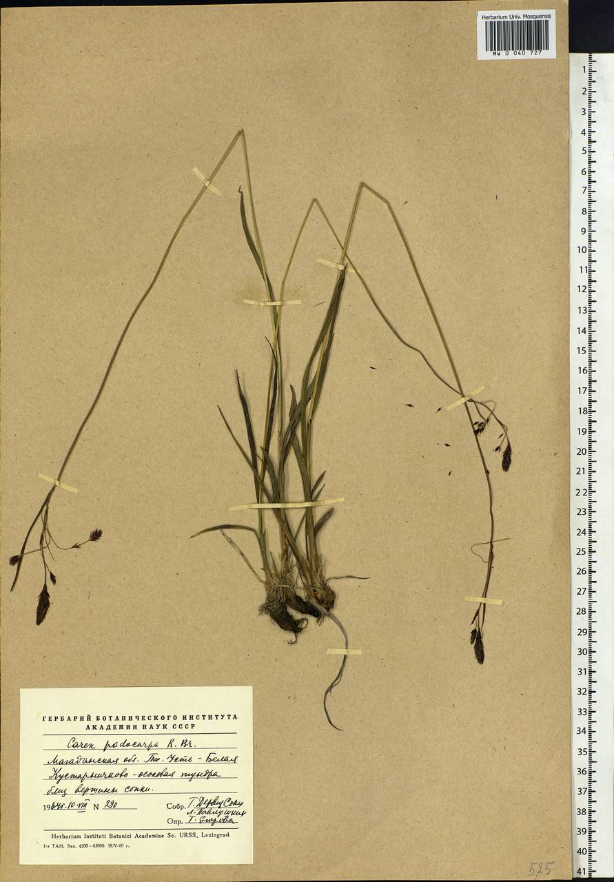 Carex podocarpa R.Br., Siberia, Chukotka & Kamchatka (S7) (Russia)