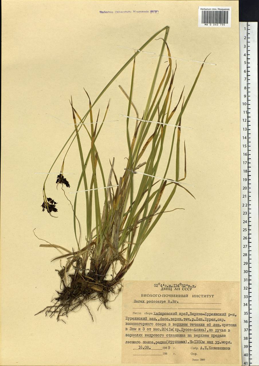Carex podocarpa R.Br., Siberia, Russian Far East (S6) (Russia)