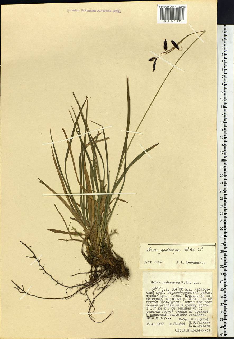 Carex podocarpa R.Br., Siberia, Russian Far East (S6) (Russia)