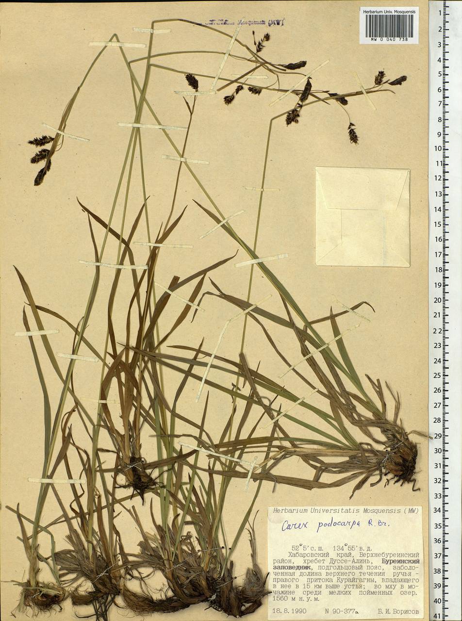 Carex podocarpa R.Br., Siberia, Russian Far East (S6) (Russia)