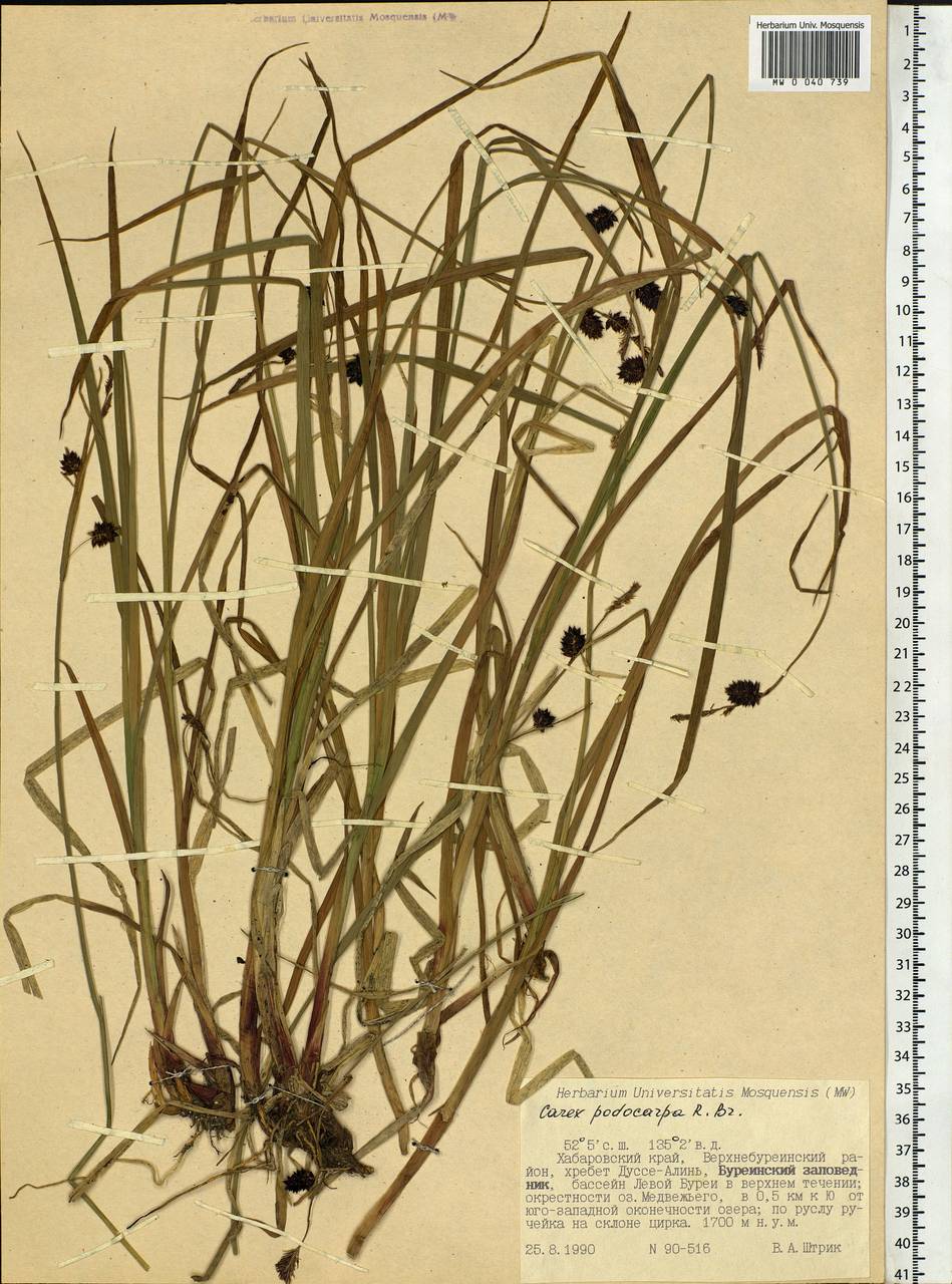 Carex podocarpa R.Br., Siberia, Russian Far East (S6) (Russia)