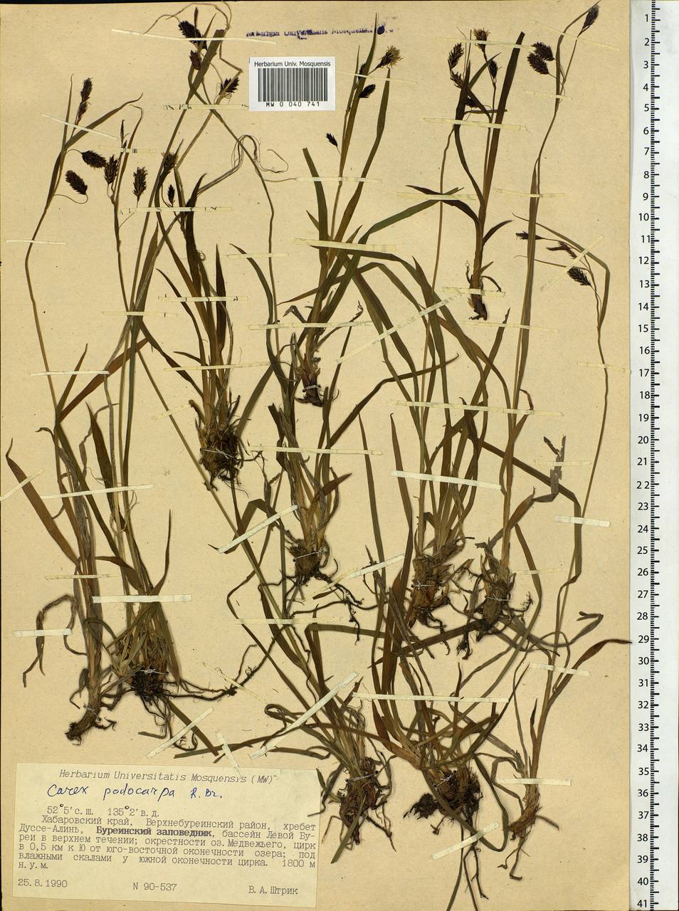 Carex podocarpa R.Br., Siberia, Russian Far East (S6) (Russia)