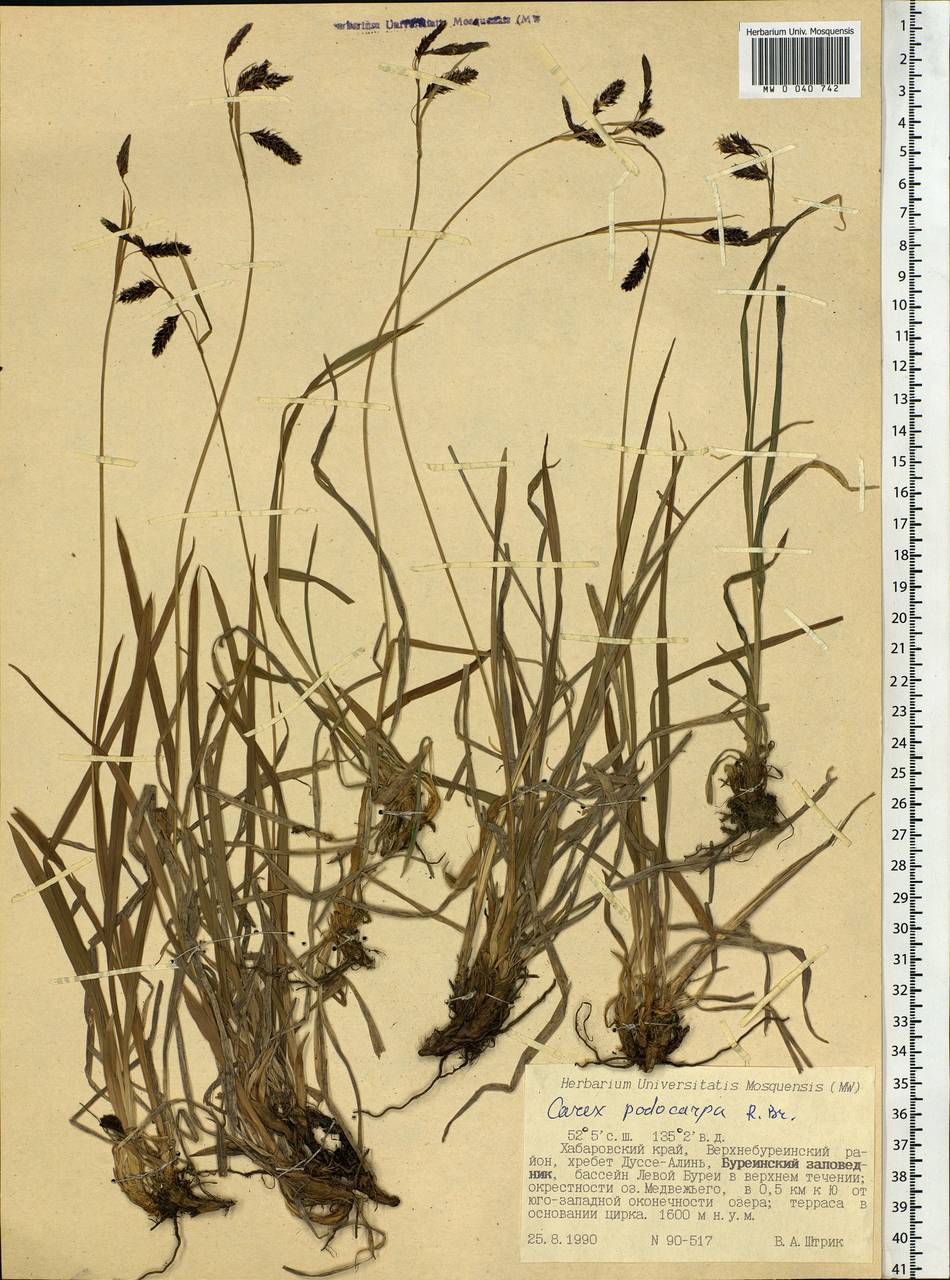 Carex podocarpa R.Br., Siberia, Russian Far East (S6) (Russia)