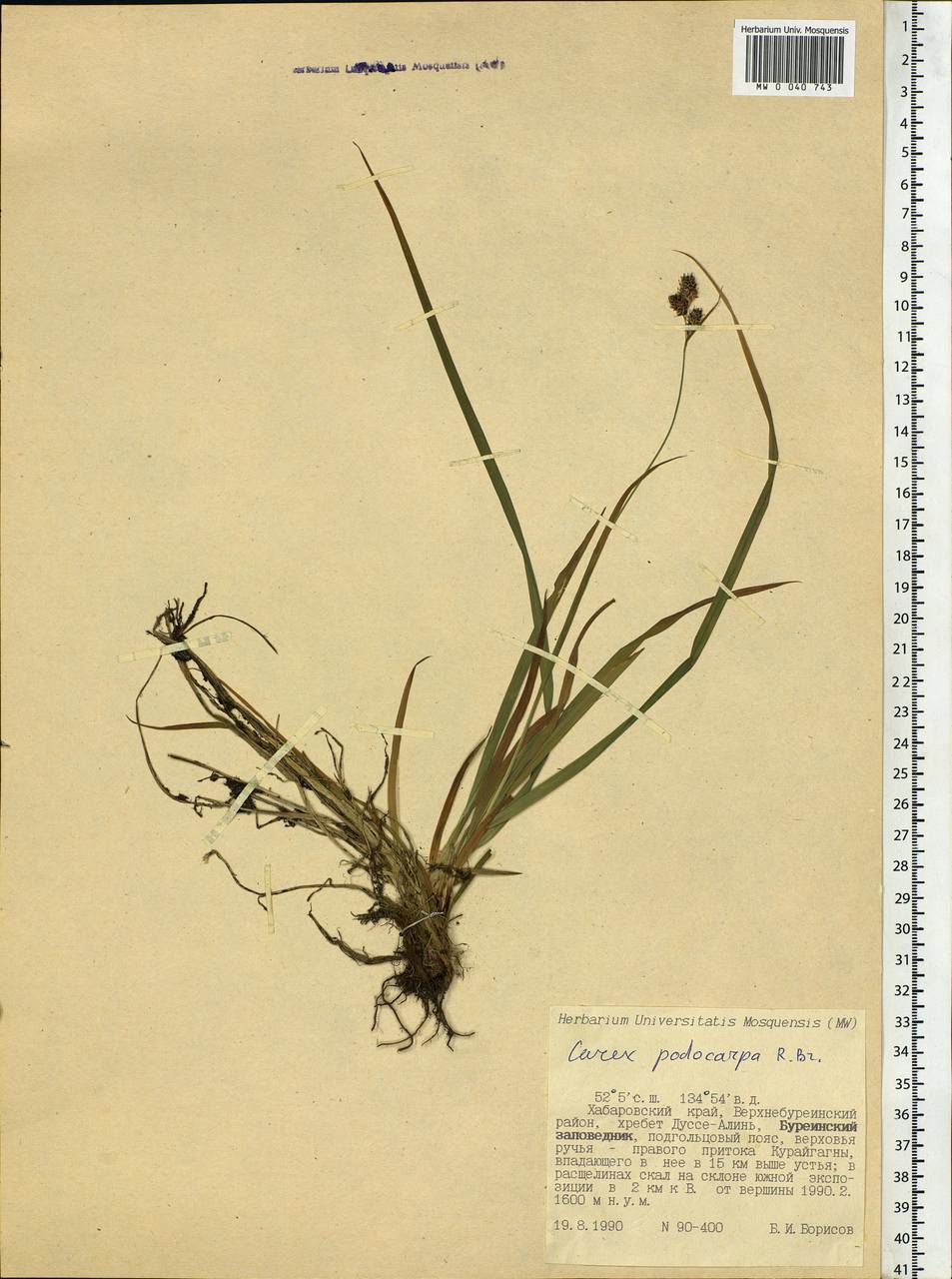 Carex podocarpa R.Br., Siberia, Russian Far East (S6) (Russia)