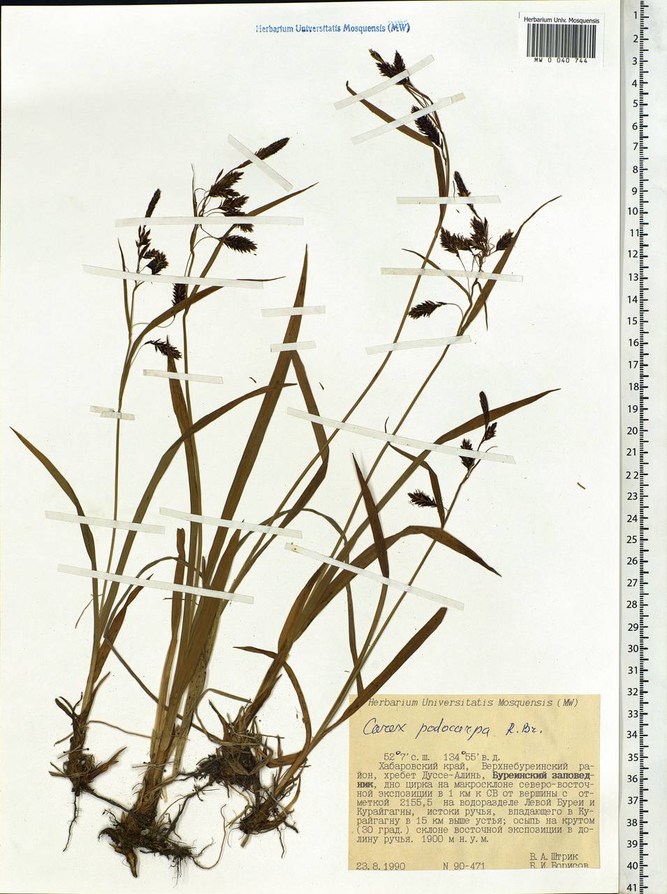 Carex podocarpa R.Br., Siberia, Russian Far East (S6) (Russia)