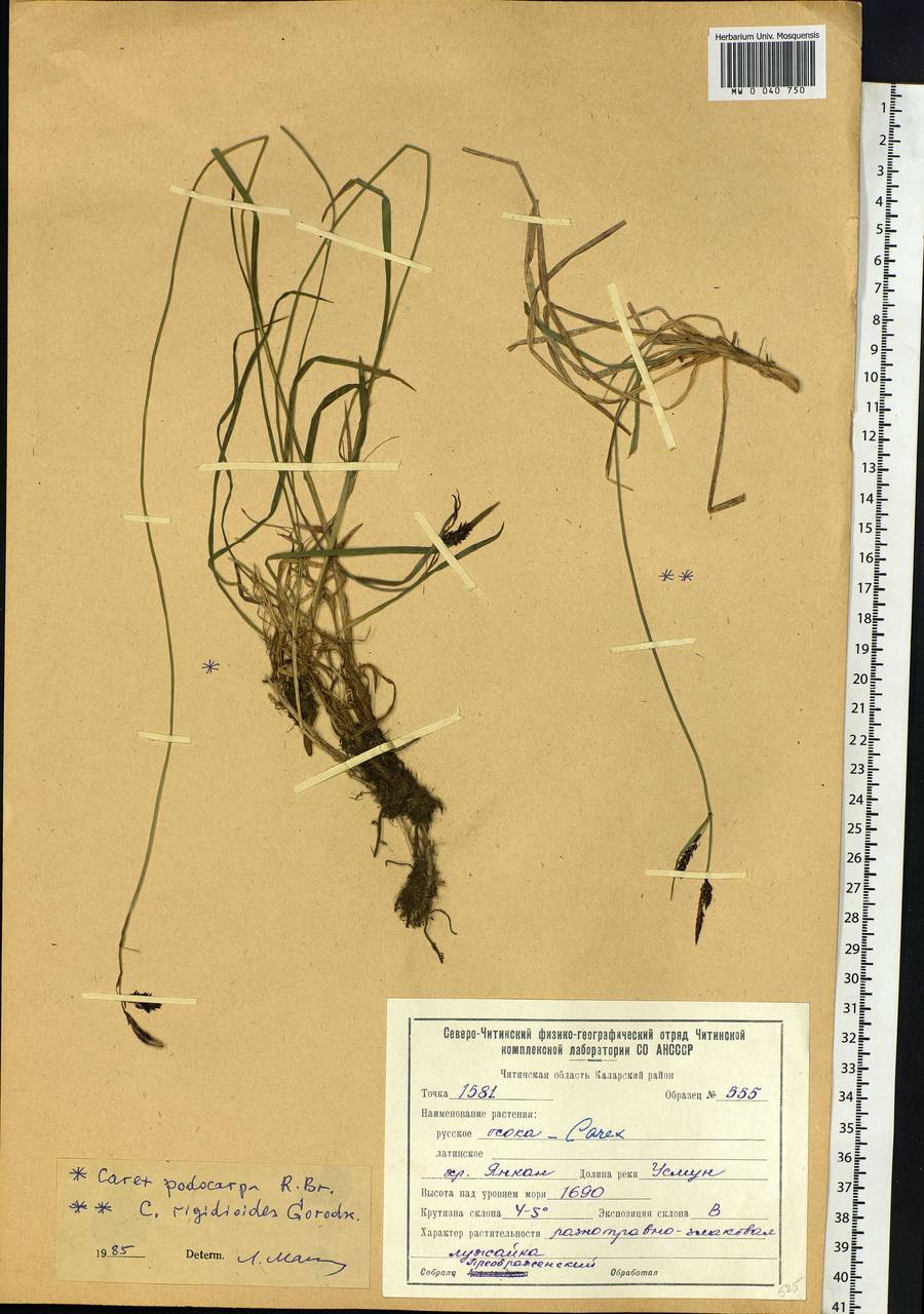 Carex podocarpa R.Br., Siberia, Baikal & Transbaikal region (S4) (Russia)