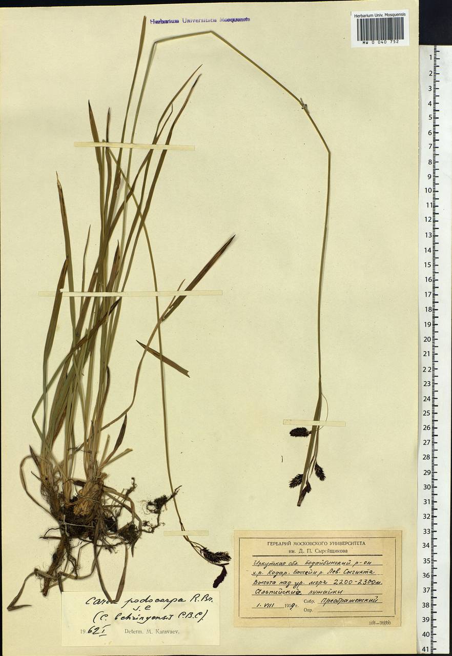 Carex podocarpa R.Br., Siberia, Baikal & Transbaikal region (S4) (Russia)