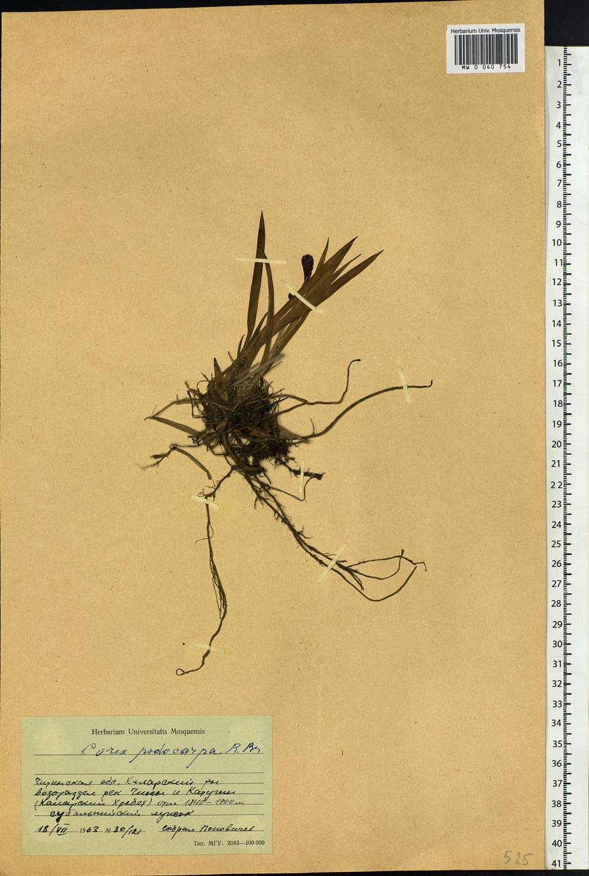 Carex podocarpa R.Br., Siberia, Baikal & Transbaikal region (S4) (Russia)